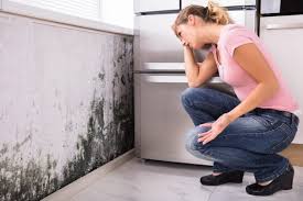 Reliable Fountain Inn, SC Mold Remediation Solutions